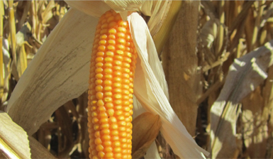 Минеральные удобрения и подкормки для кукурузы